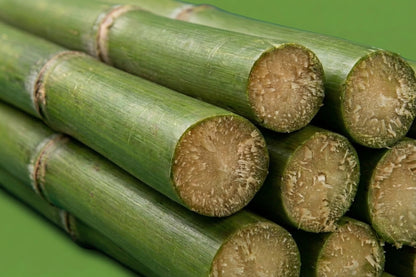 Close-up of cut green sugar cane stalks showing juicy fibrous core, fresh sugarcane Toronto GTA delivery